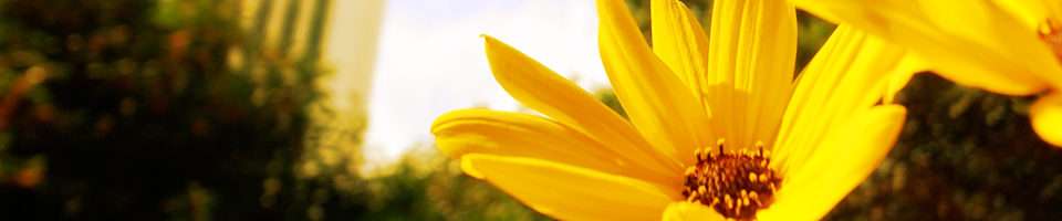 優樹法律事務所　費用